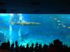  Churuami aquarium(1).JPG 